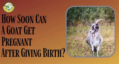 A goat can get pregnant as soon as one month after giving birth. . How soon can a goat get pregnant after giving birth